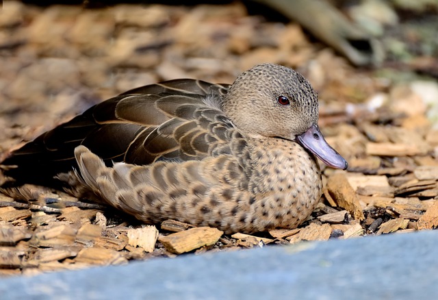 Free download duck mallard water bird plumage free picture to be edited with GIMP free online image editor