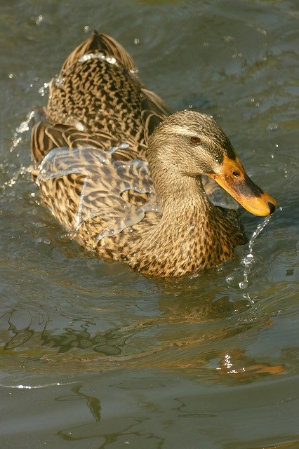 Free download Duck Mallard Waterfowl -  free photo or picture to be edited with GIMP online image editor