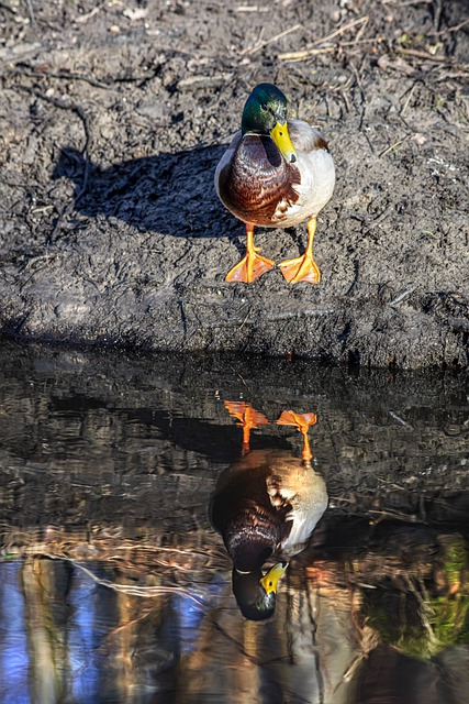 Free download duck mallard waterfowl bird free picture to be edited with GIMP free online image editor