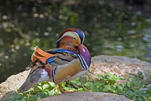 Free graphic duck mandarin duck bird plumage to be edited by GIMP free image editor by OffiDocs