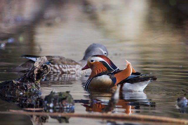 Free download duck mandarin duck bird pond free picture to be edited with GIMP free online image editor