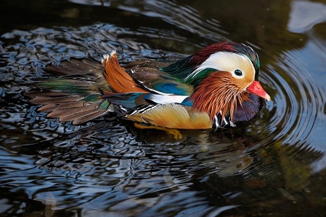 Free download duck mandarin duck drake free picture to be edited with GIMP free online image editor