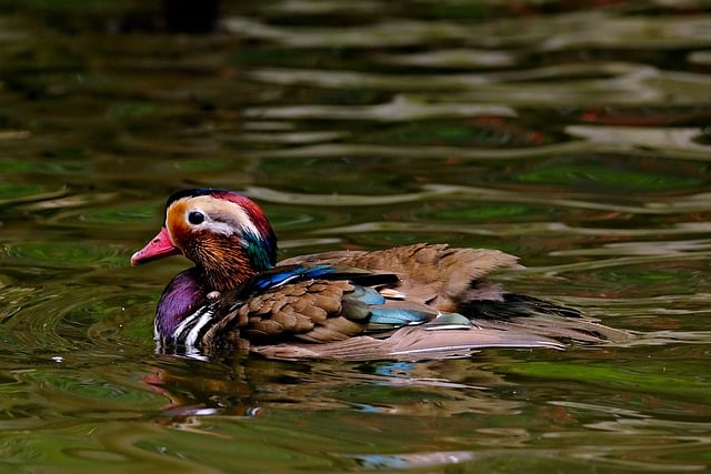 Free download duck mandarin duck waterfowl bird free picture to be edited with GIMP free online image editor