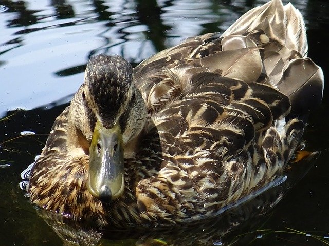 Free download Duck Marsh Lake -  free photo or picture to be edited with GIMP online image editor