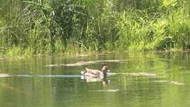 Free download Duck Nature -  free video to be edited with OpenShot online video editor