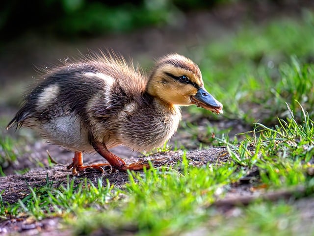 Free download duck nature bird water bird free picture to be edited with GIMP free online image editor