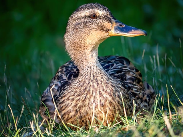 Free download duck nature bird waterfowl free picture to be edited with GIMP free online image editor