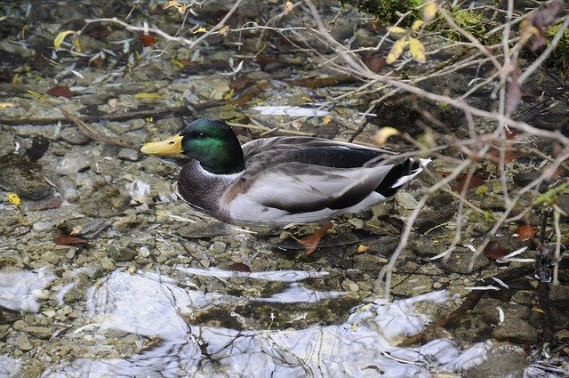 Free download Duck Nature Drake -  free photo or picture to be edited with GIMP online image editor