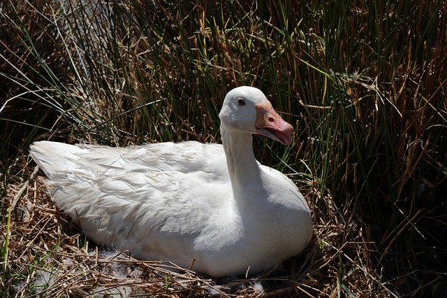 Download gratuito Duck Nest Bird - foto o immagine gratuita da modificare con l'editor di immagini online di GIMP