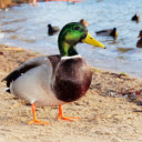 Duck on the beach  screen for extension Chrome web store in OffiDocs Chromium