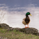 Duck on the lake shore  screen for extension Chrome web store in OffiDocs Chromium