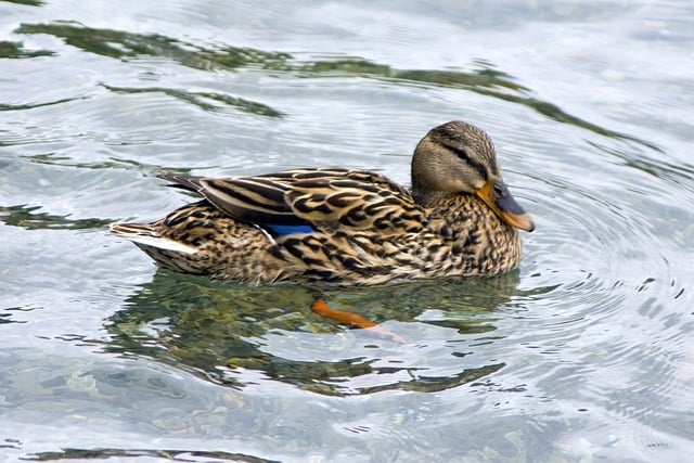 Free download duck ornithology bird habitat free picture to be edited with GIMP free online image editor