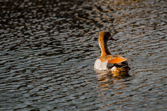 Kostenloser Download Duck Pond Lake - kostenloses Foto oder Bild zur Bearbeitung mit GIMP Online-Bildbearbeitung