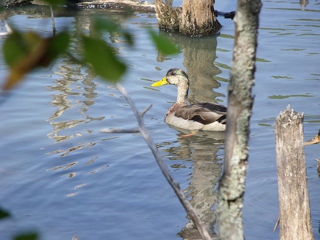 ດາວ​ນ​໌​ໂຫລດ​ຟຣີ Duck Pond River - ຮູບ​ພາບ​ຟຣີ​ຫຼື​ຮູບ​ພາບ​ທີ່​ຈະ​ໄດ້​ຮັບ​ການ​ແກ້​ໄຂ​ກັບ GIMP ອອນ​ໄລ​ນ​໌​ບັນ​ນາ​ທິ​ການ​ຮູບ​ພາບ​