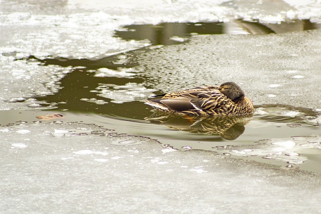 Free download duck pond winter ice water free picture to be edited with GIMP free online image editor
