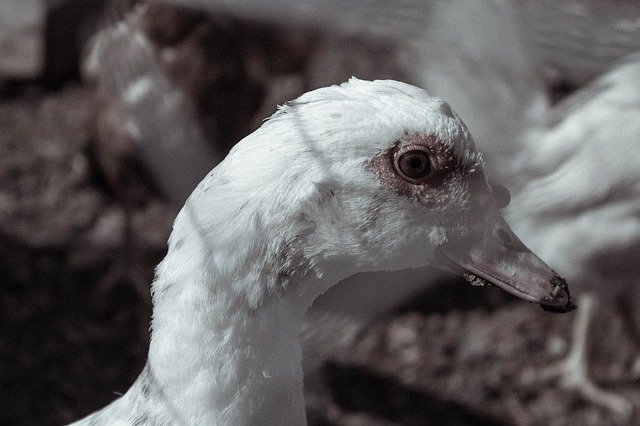 Descarga gratuita Duck Portrait Animals: foto o imagen gratuita para editar con el editor de imágenes en línea GIMP