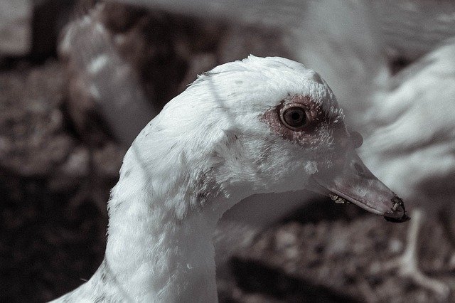 دانلود رایگان Duck Portrait Animals - عکس یا تصویر رایگان قابل ویرایش با ویرایشگر تصویر آنلاین GIMP