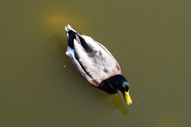 Free download Duck Prices Lake -  free photo or picture to be edited with GIMP online image editor