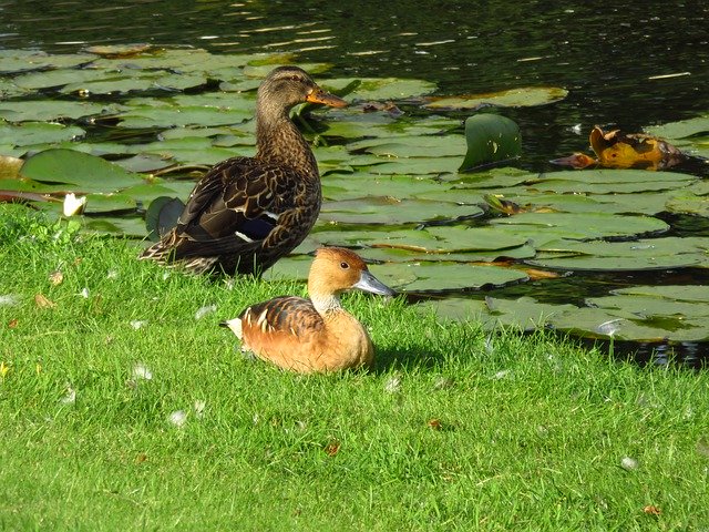 Téléchargement gratuit Duck Red Fluiteend Mallard - photo ou image gratuite à éditer avec l'éditeur d'images en ligne GIMP