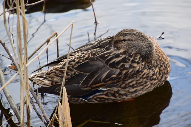 Free download duck reed bird feathers plumage free picture to be edited with GIMP free online image editor