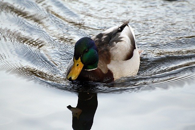 Free graphic duck reflection eilbek hh to be edited by GIMP free image editor by OffiDocs