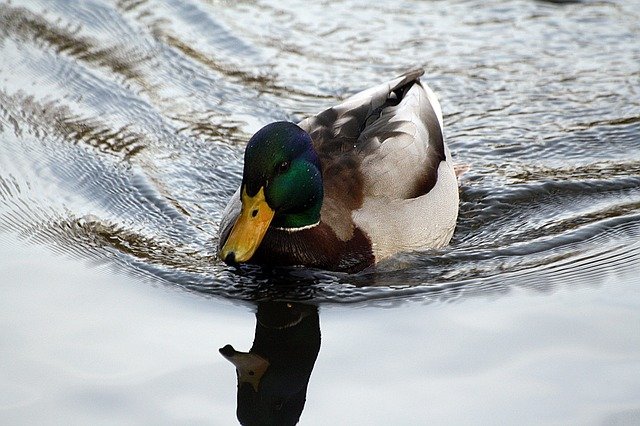 Free download duck reflection eilbek hh free picture to be edited with GIMP free online image editor