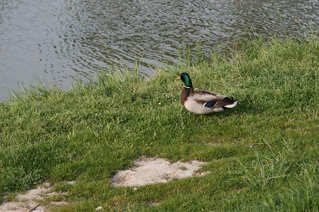 Ücretsiz indir Duck River Water - GIMP çevrimiçi resim düzenleyici ile düzenlenecek ücretsiz fotoğraf veya resim