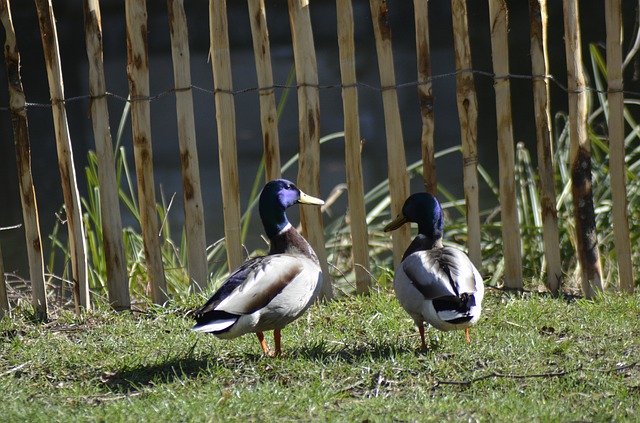 تنزيل مجاني Ducks Animals Duck - صورة مجانية أو صورة يتم تحريرها باستخدام محرر الصور عبر الإنترنت GIMP