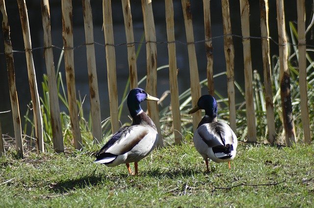 無料ダウンロードDucksAnimalsDuck-GIMPオンライン画像エディタで編集できる無料の写真または画像