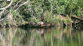 Free download Ducks Animals Nature -  free photo or picture to be edited with GIMP online image editor