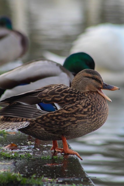 Free download ducks bird beak lake animal water free picture to be edited with GIMP free online image editor