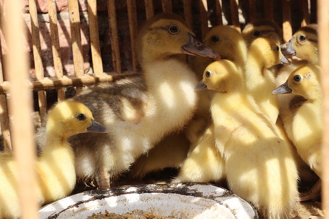Kostenloser Download Ducks Birds Animal - kostenloses Foto oder Bild zur Bearbeitung mit GIMP Online-Bildbearbeitung