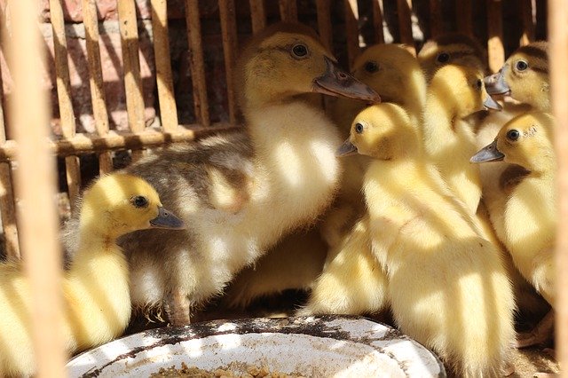 Безкоштовно завантажте Ducks Birds Animal - безкоштовну фотографію або зображення для редагування за допомогою онлайн-редактора зображень GIMP