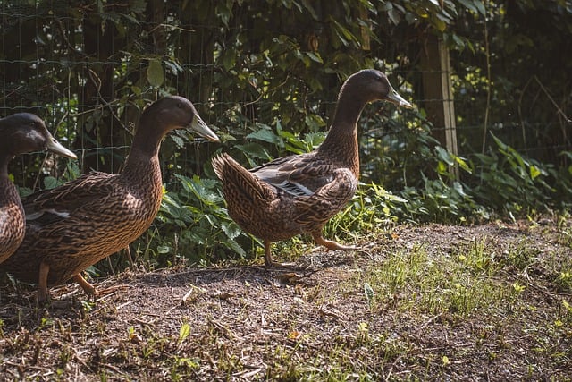 Free download ducks birds animals waterfowls free picture to be edited with GIMP free online image editor