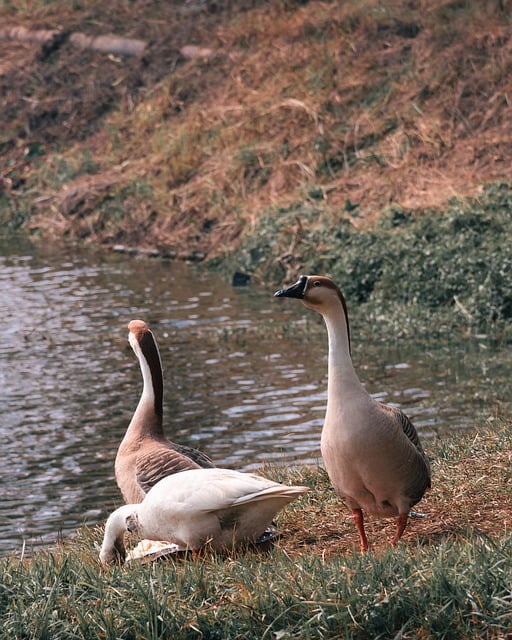 Free download ducks birds feathers animal free picture to be edited with GIMP free online image editor