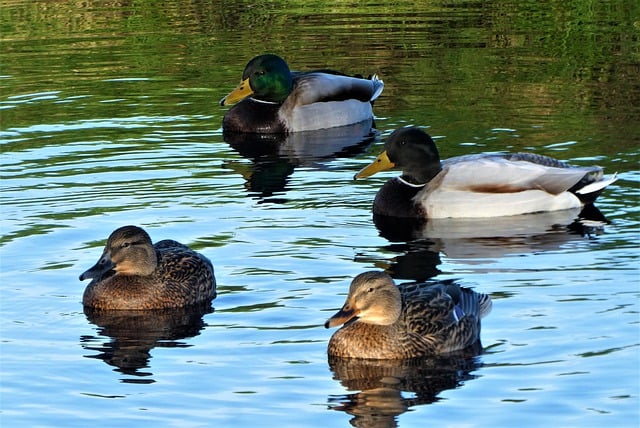 Free download ducks birds lake waterfowls free picture to be edited with GIMP free online image editor