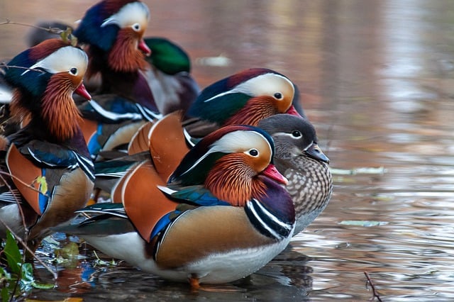 GIMP ücretsiz çevrimiçi resim düzenleyiciyle düzenlenecek ücretsiz indir ördekler kuşlar doğa yaban hayatı ücretsiz resmi