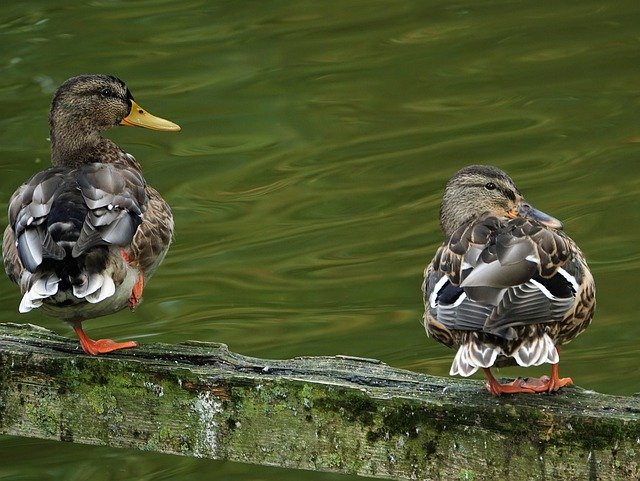 Free download Ducks Birds Poultry -  free photo or picture to be edited with GIMP online image editor