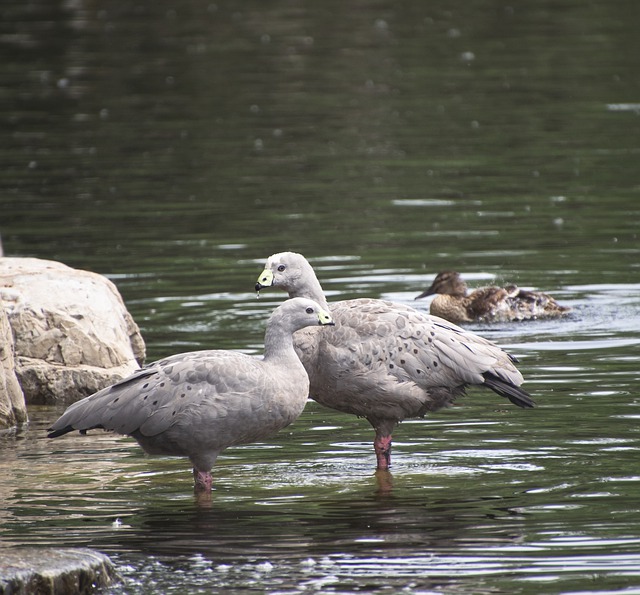 Free download ducks birds water birds free picture to be edited with GIMP free online image editor