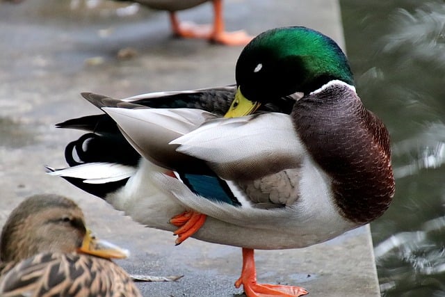 Free download ducks birds water birds waterfowl free picture to be edited with GIMP free online image editor