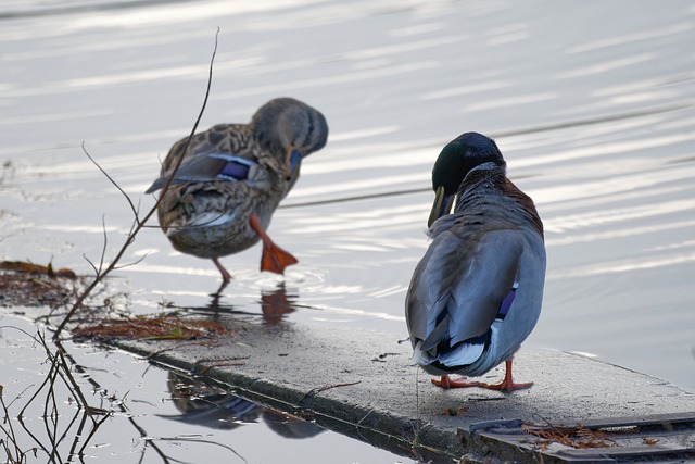 Free download ducks birds waterfowls water birds free picture to be edited with GIMP free online image editor