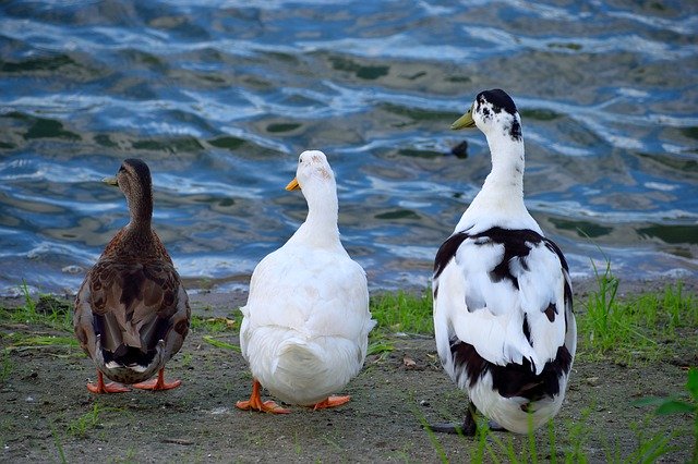 Free download Ducks Bird Wildlife -  free photo or picture to be edited with GIMP online image editor