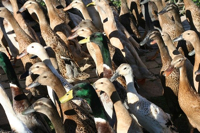 Template Photo Ducks Crowd Fowl for OffiDocs