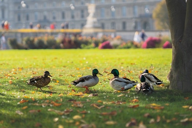 Free download ducks drake birds waterfowl free picture to be edited with GIMP free online image editor