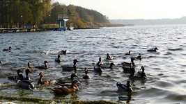 Free download Ducks Duck Crosswords Water Birds -  free video to be edited with OpenShot online video editor