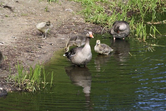 Download gratuito di Ducks Duck Family Birds: foto o immagini gratuite da modificare con l'editor di immagini online GIMP