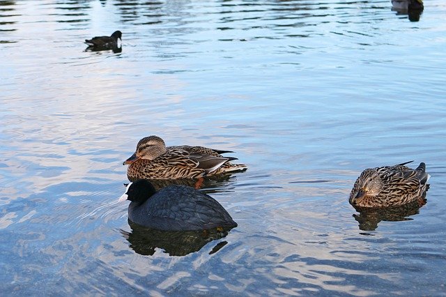 ดาวน์โหลดฟรี Ducks Duck Floating - ภาพถ่ายหรือรูปภาพฟรีที่จะแก้ไขด้วยโปรแกรมแก้ไขรูปภาพออนไลน์ GIMP