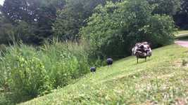 Free download Ducks Ducklings Family -  free video to be edited with OpenShot online video editor