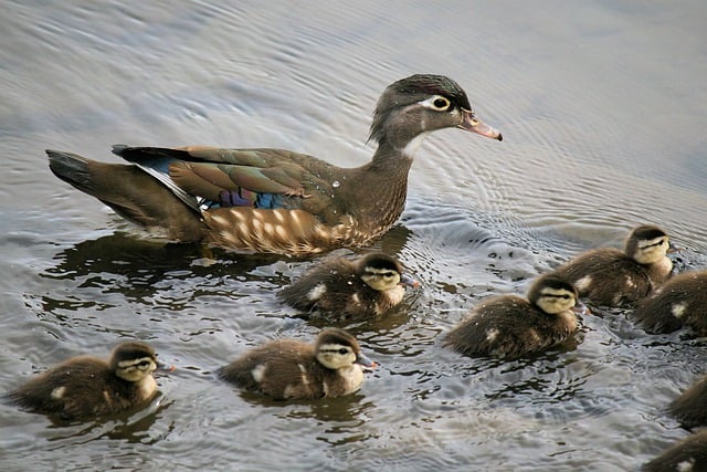 Free download ducks ducklings family chicks free picture to be edited with GIMP free online image editor