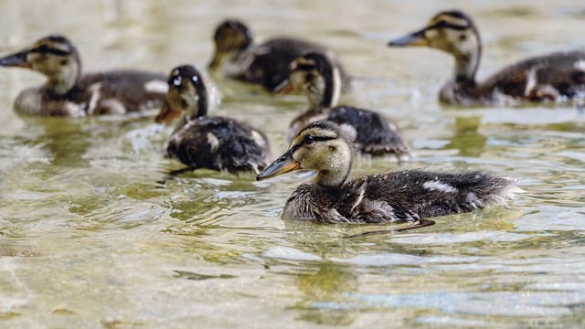 Free download ducks ducklings lake water free picture to be edited with GIMP free online image editor